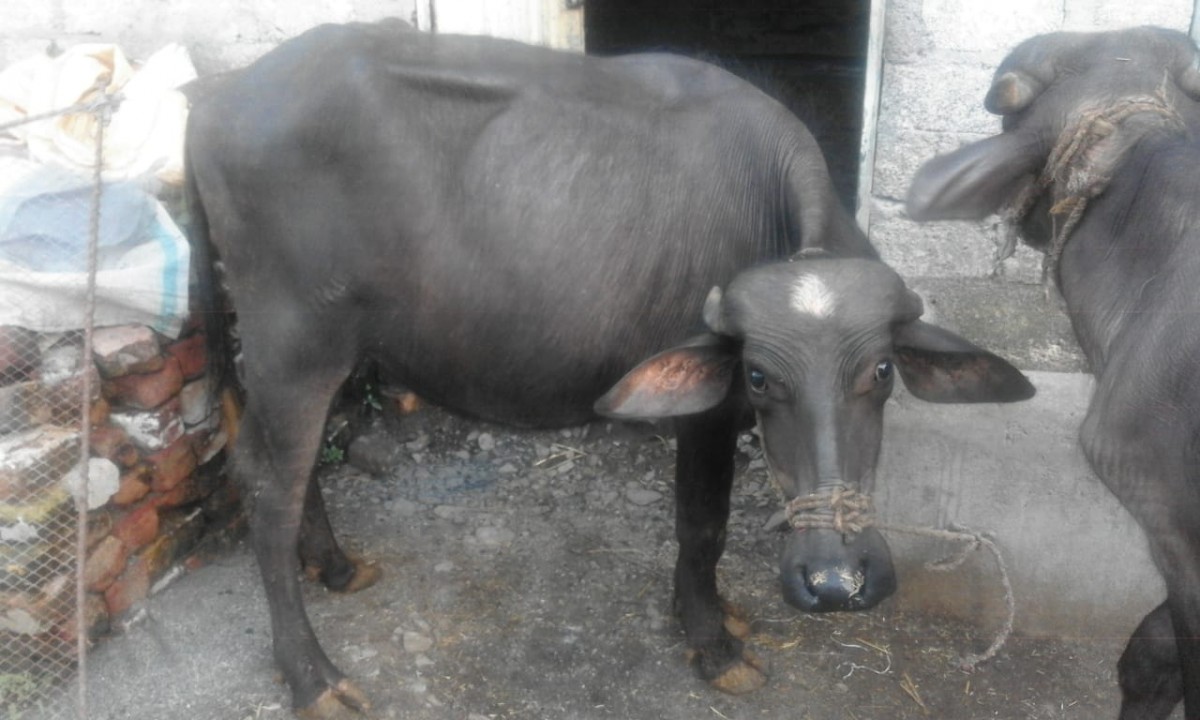 bakra