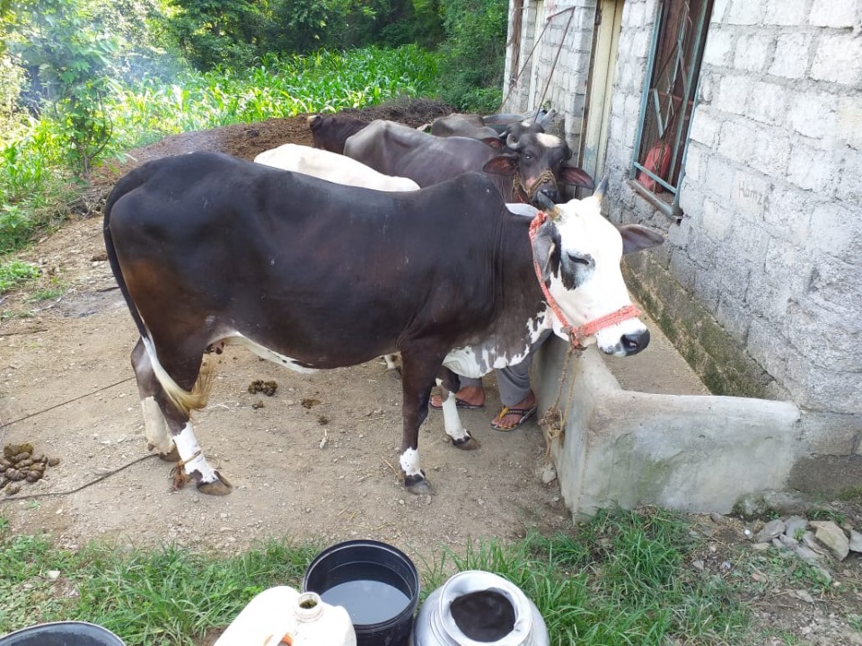 bakra
