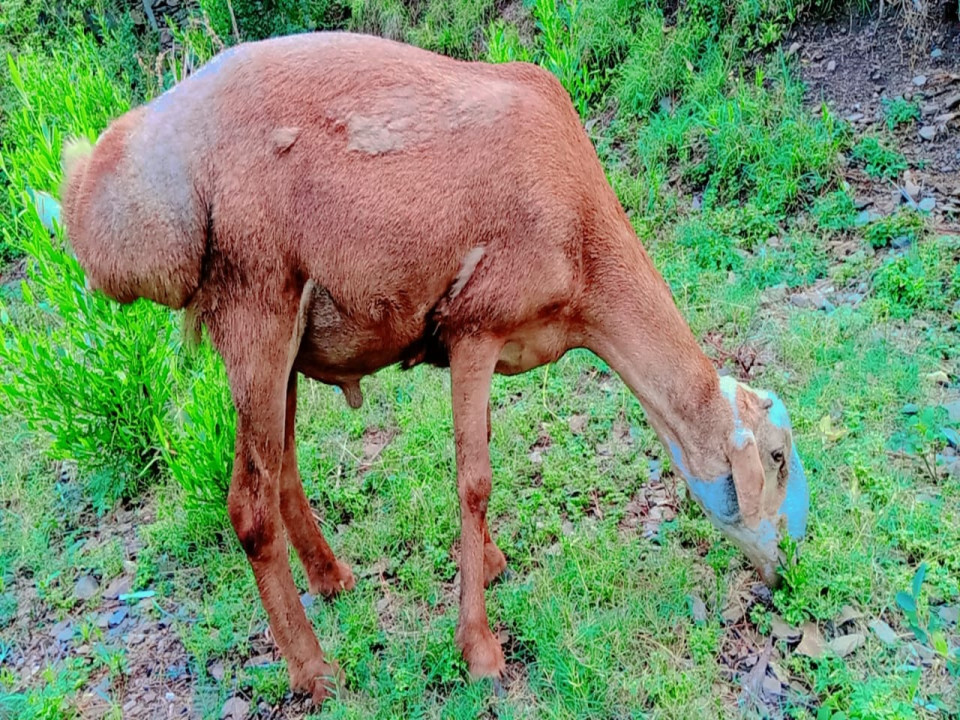 bakra