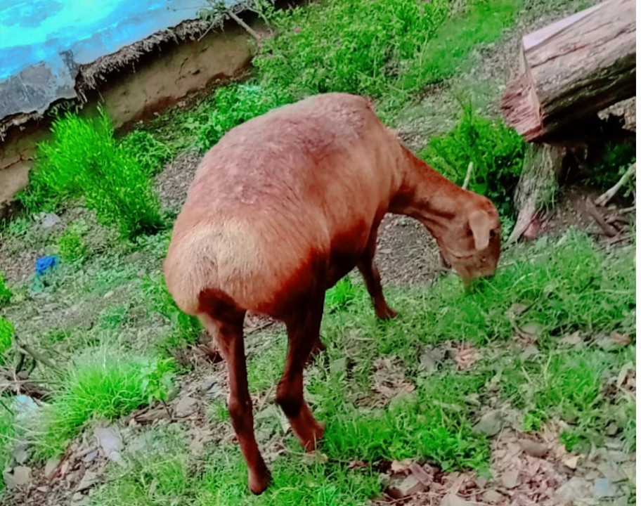bakra