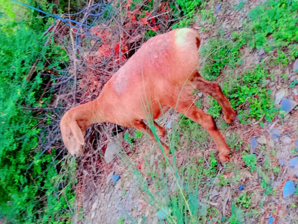 bakra