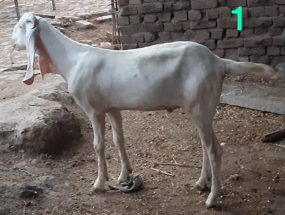 bakra