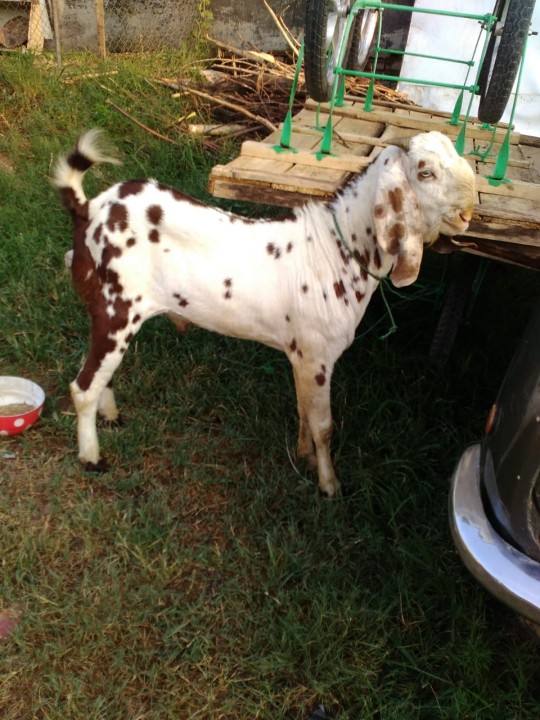 bakra