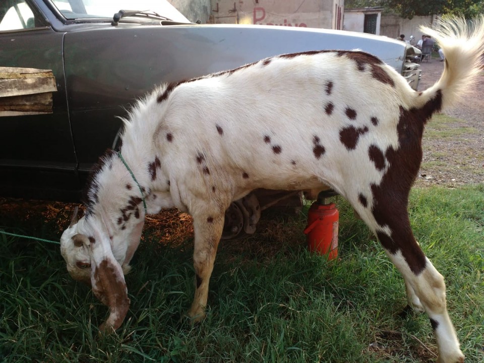 bakra