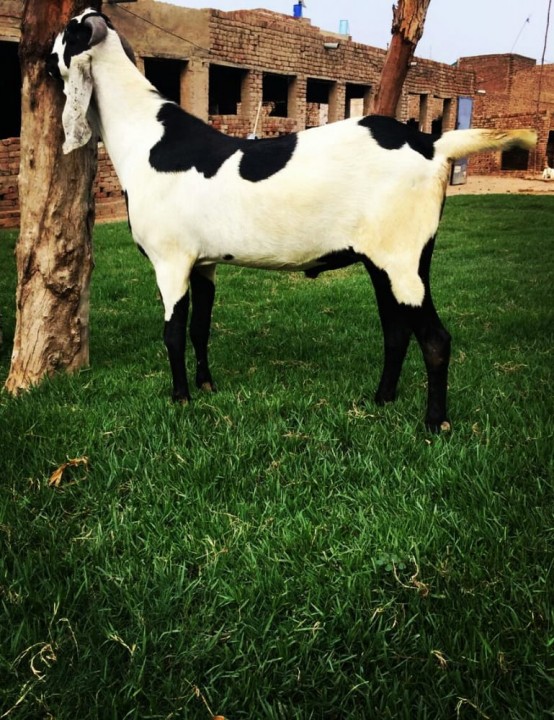 bakra