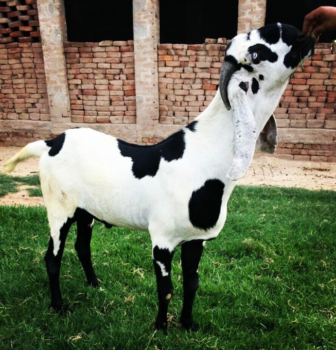 bakra