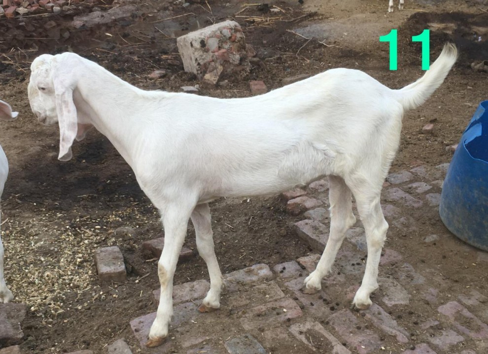 bakra