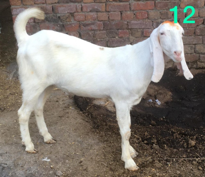 bakra