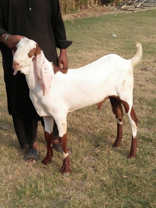 bakra