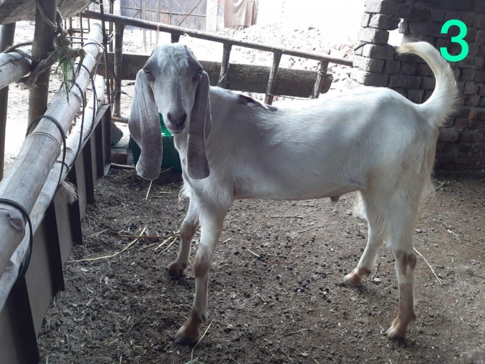 bakra