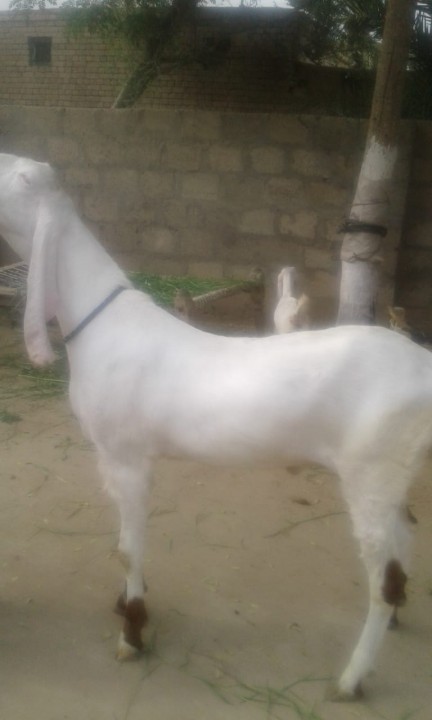 bakra