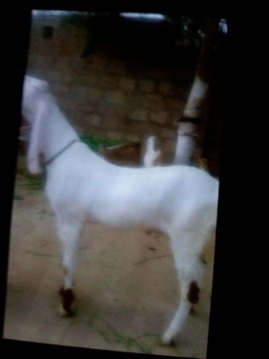 bakra