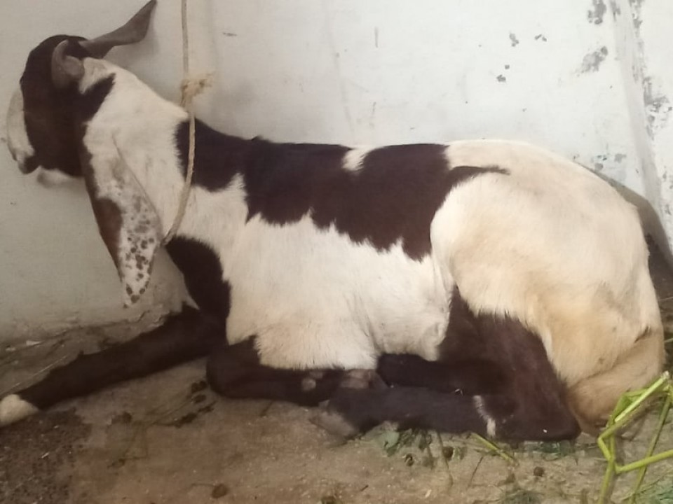 bakra