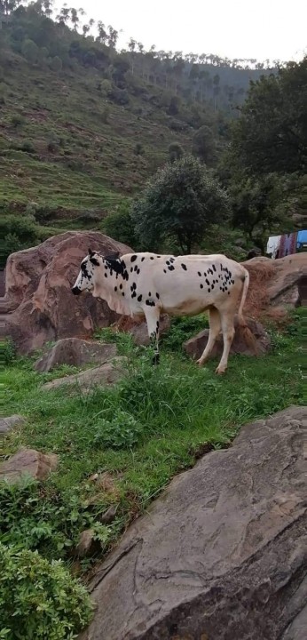 bakra