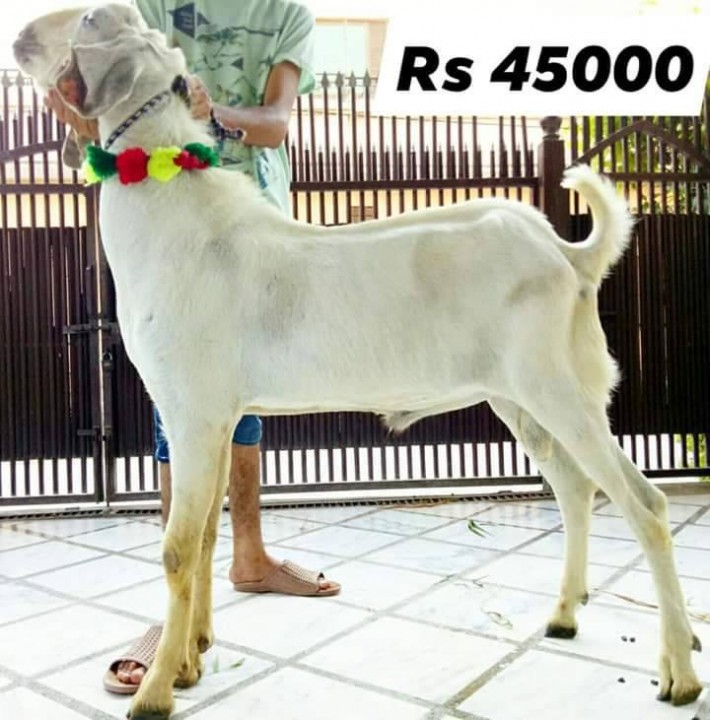 bakra