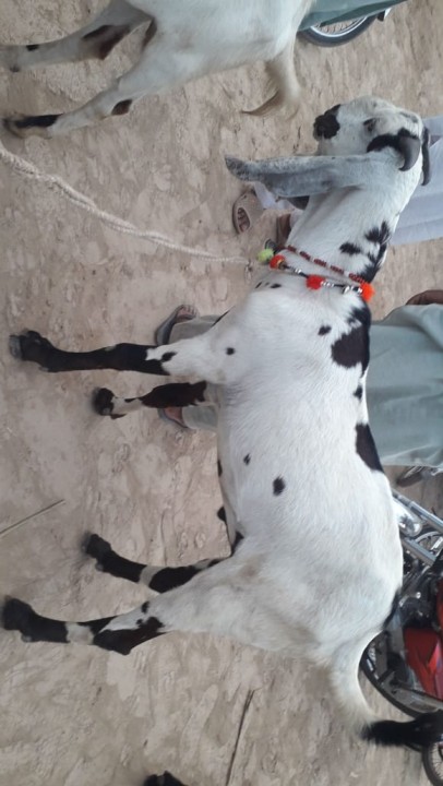 bakra