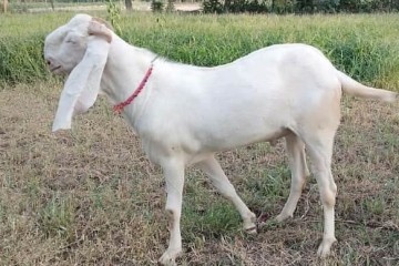Rajanpuri-Bakra-