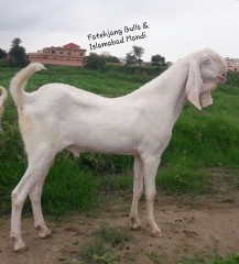 Rajanpuri-Bakra