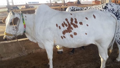Bull