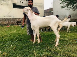 Rajanpuri-Bakra