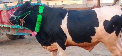 bull