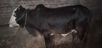 bull-fsb1