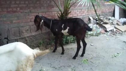 Donda-Bakra4