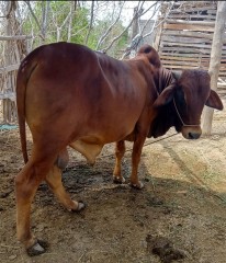 Bull