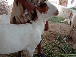 Rajanpuri-Jori