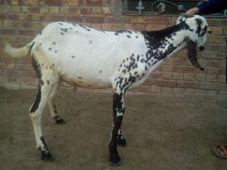 Desi_bakra3