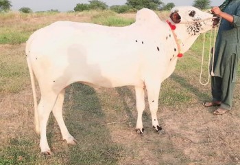 Bull-rwp4