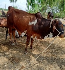 Bull