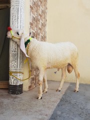 Dumba-jori