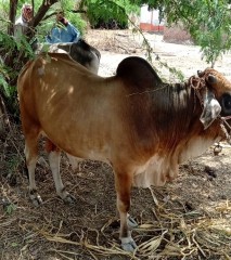 Bull