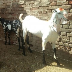 rajanpuribakra2