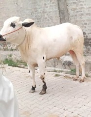 Bull