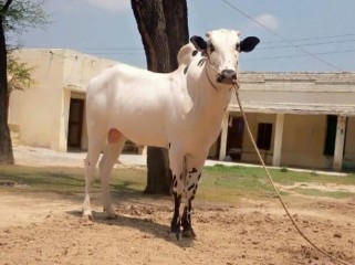 Bull-rwp1