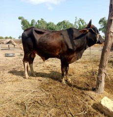 bull