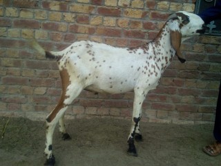 Desi_bakra