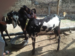 rajanpuribakra4