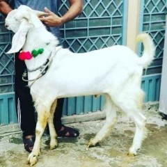 rajanpuribakra0