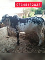 Bull-Gujarkhan