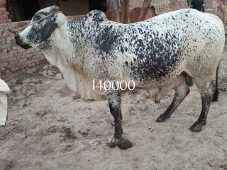 Bull