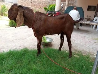 Desi_bakra