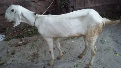 Donda-Bakra-