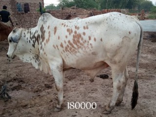 Bull