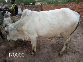 Bull