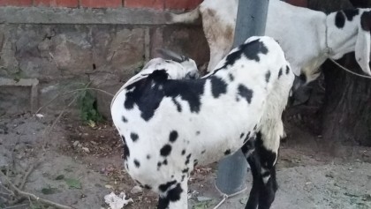 Donda-Bakra-