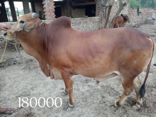 Bull