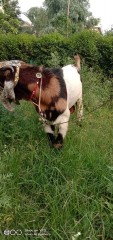 desi_bakra